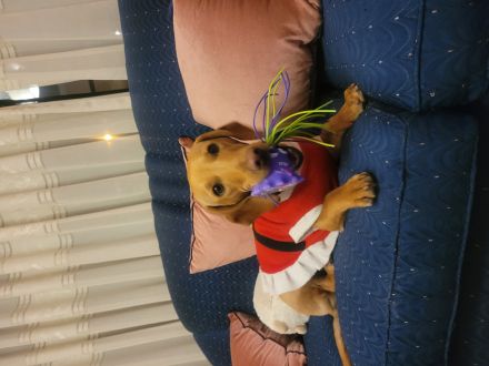 Awesome Product Image