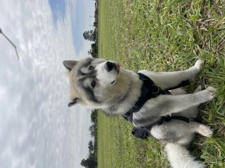 Awesome Product Image