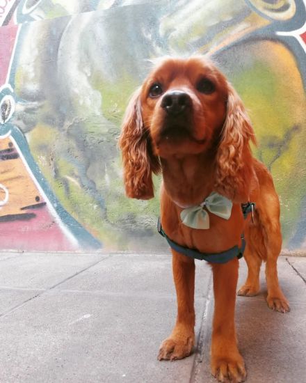 Awesome Product Image