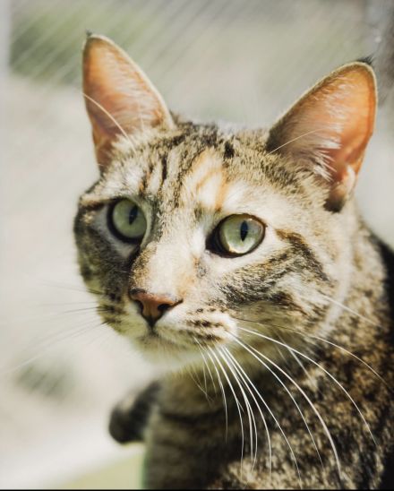 Awesome Product Image