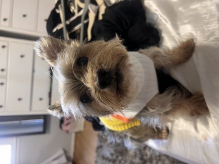 Awesome Product Image