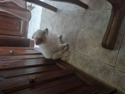 Awesome Product Image