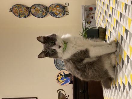 Awesome Product Image