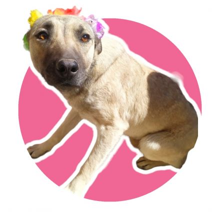 Awesome Product Image