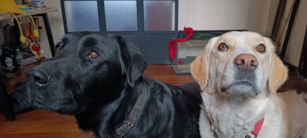 Awesome Product Image