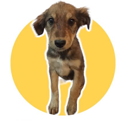 Awesome Product Image