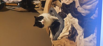 Awesome Product Image