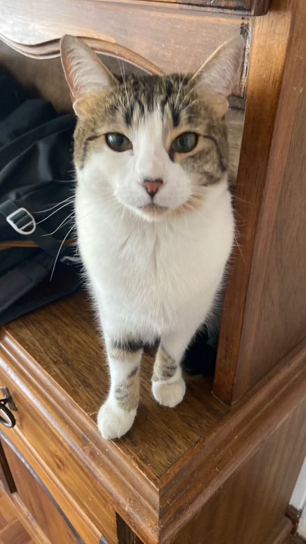 Awesome Product Image