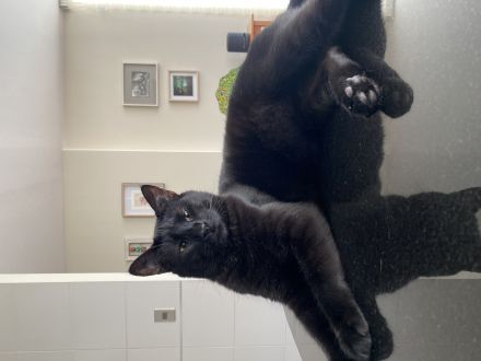 Awesome Product Image