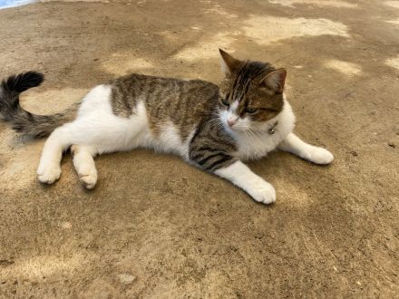 Awesome Product Image