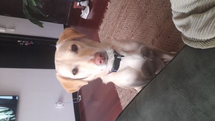 Awesome Product Image