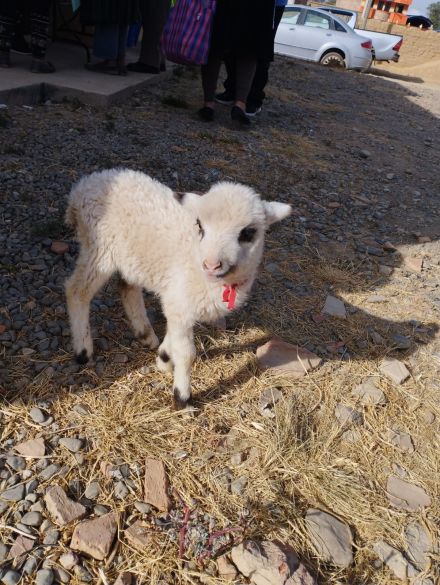 Awesome Product Image