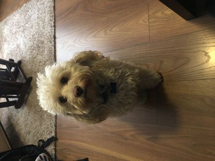 Awesome Product Image