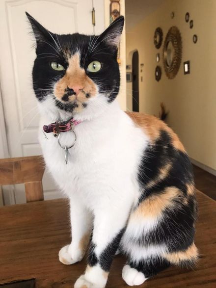 Awesome Product Image