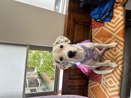 Awesome Product Image