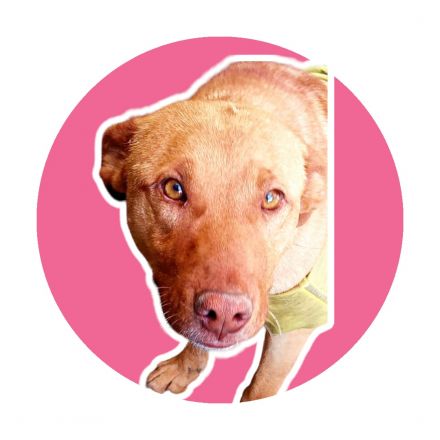 Awesome Product Image