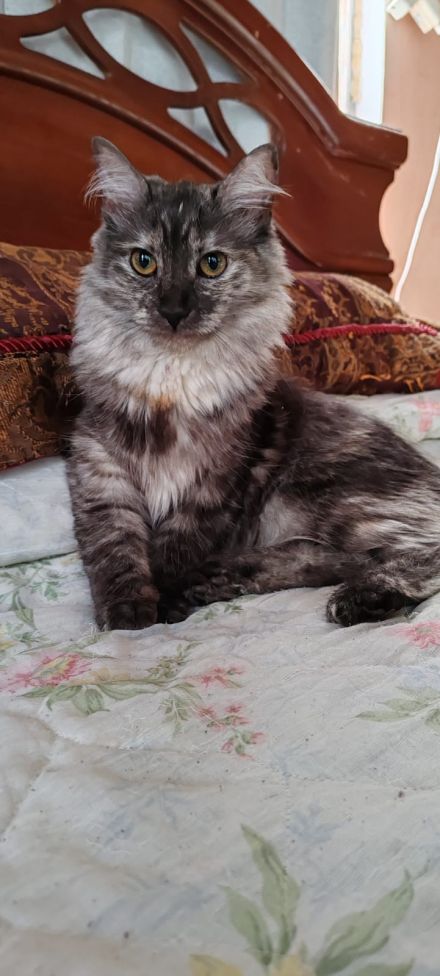 Awesome Product Image