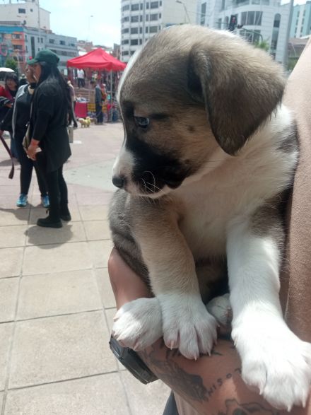 Awesome Product Image