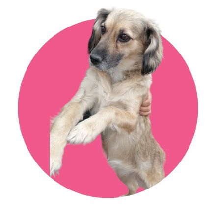 Awesome Product Image