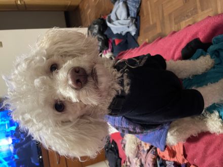 Awesome Product Image